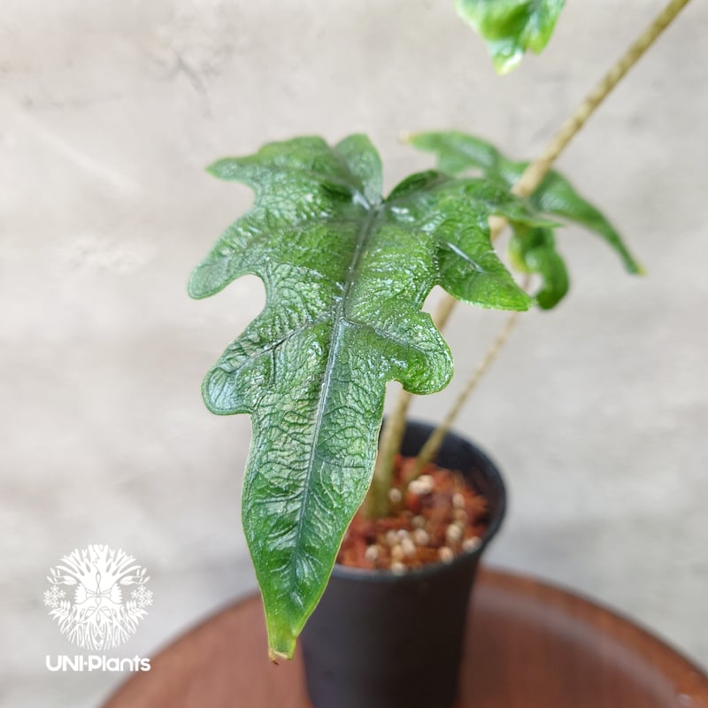 アロカシア　ジャックリン グレードA アロカシア ジャックリン グレードA