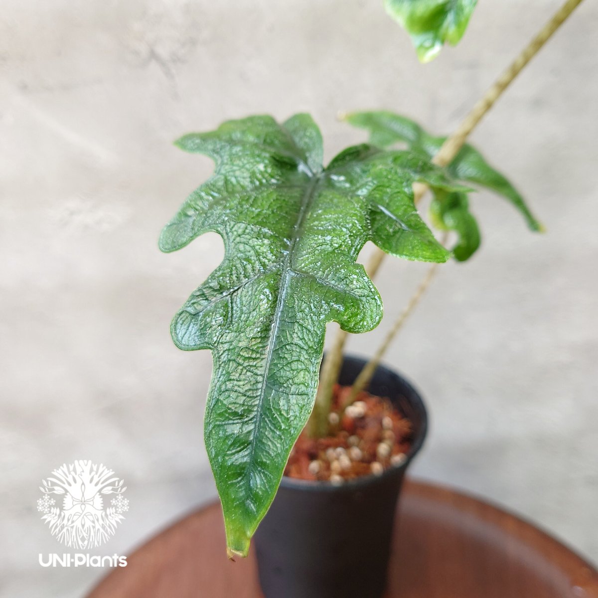 Alocasia jacklyn アロカシア ジャクリン アロカシアジャック