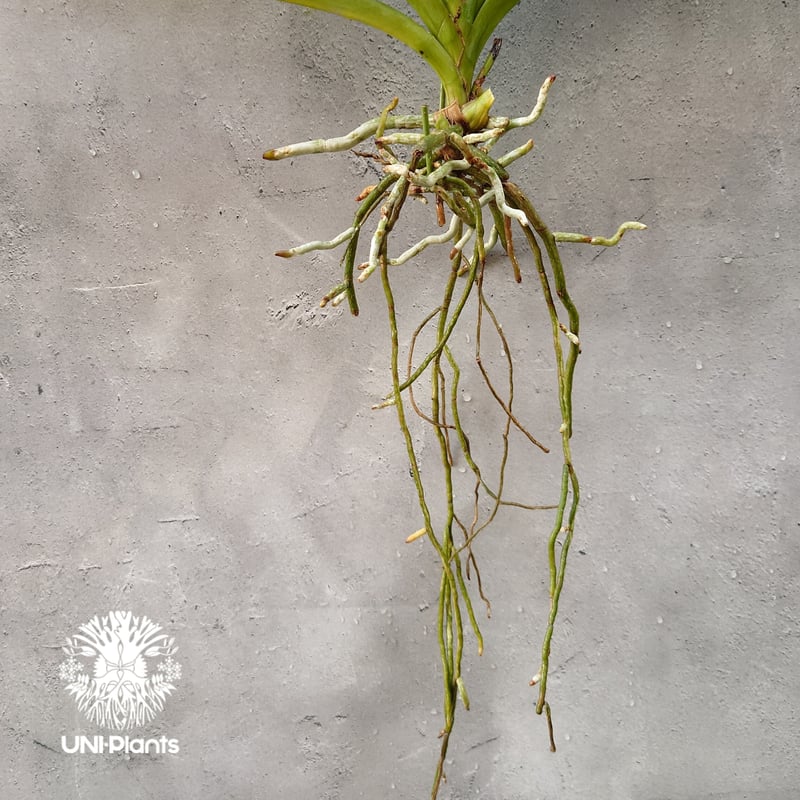 バンダ 洋蘭 Vanda orchid 大株 ラン 蘭 花が綺麗な洋ラン | UNI