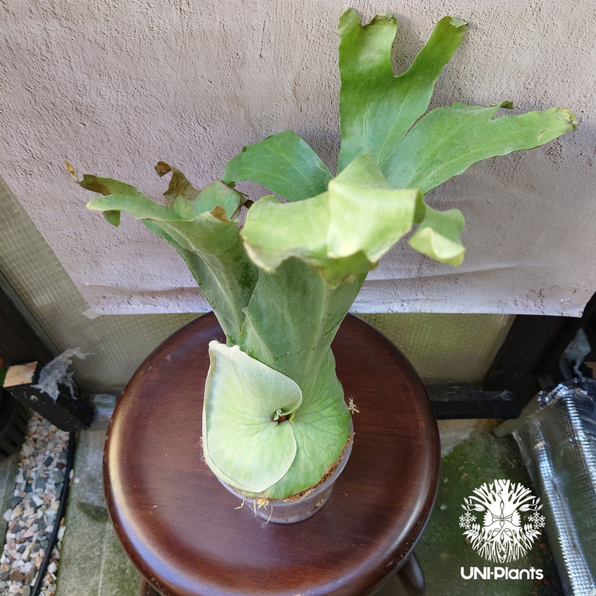 ビカクシダ　グランデ　platycerium grande ビカクシダ グランデ Platycerium grande コウモリラン