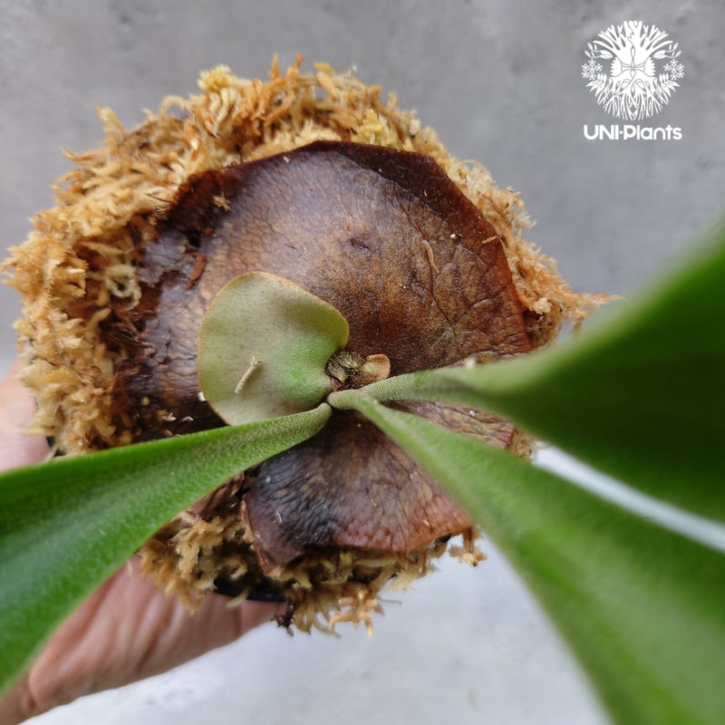 Platycerium hillii Pumila Kew Garden (sporeling