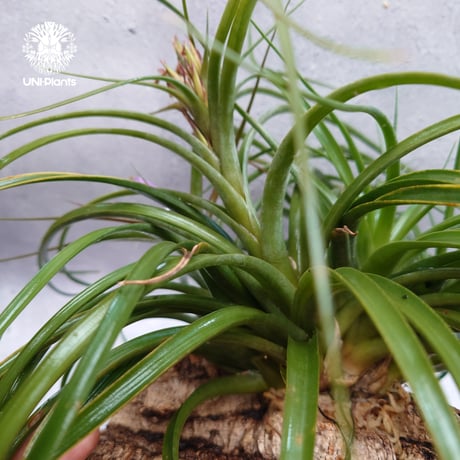 Tillandsia brachycaulos x concolor チランジア・ブラキカウロス×コンコロール Tillandsia エアープランツ エアプランツ ティランジア 着生コルクアレンジ