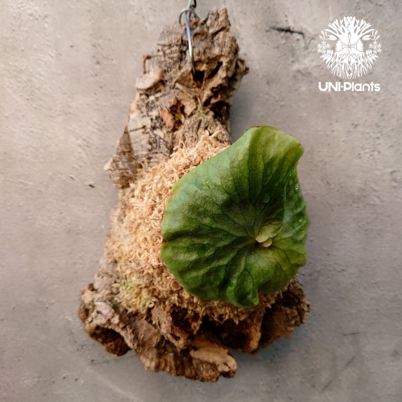 Platycerium Dawboy ビカクシダ ダウボーイ コウモリラン ビカクシダ