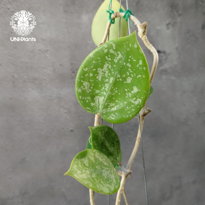 Hoya Parasitica Heart Leaves Splash ホヤ パラシティカ ハ