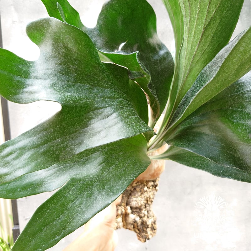 ビカクシダ hillii系 ドラゴン×マセラティ 大き目 マセドラ 2 ビカクシダ ヒリードラゴン Platycerium hillii cv.Dragon 大株