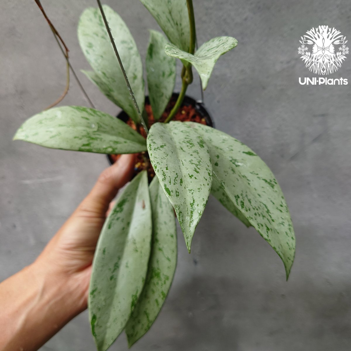 Hoya Pubicalyx silver ghost 希少 ホヤ プビカリクス シルバーゴー