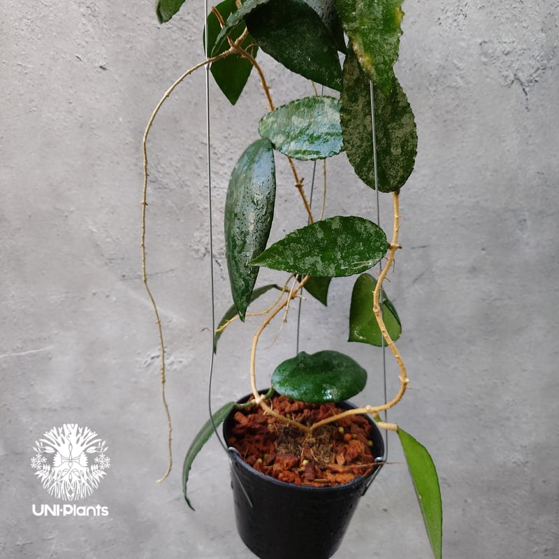 Hoya Caudata ホヤ カウダータ ホヤ植物 珍奇 珍しい 希少 レア つる性