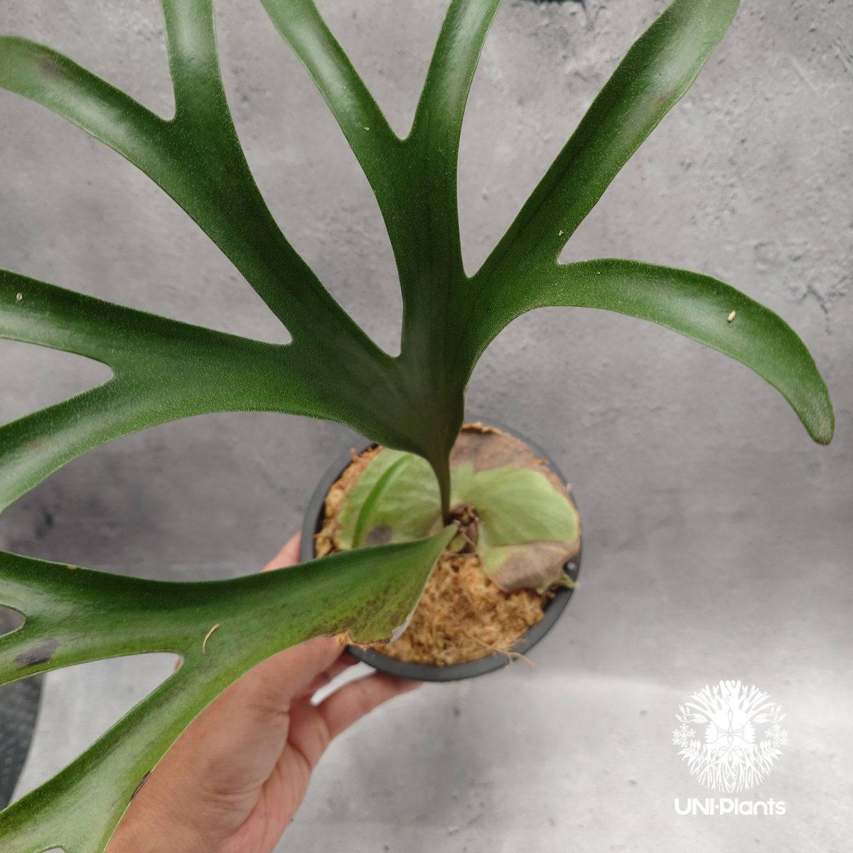 Platycerium alcicorne var.Madagascar ビカクシダ アルシコ