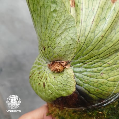 Platycerium wandae wild ビカクシダ ワンダエ ワイルド株  ビカクシダ原種 シダ植物 ビカクシダコルク付け