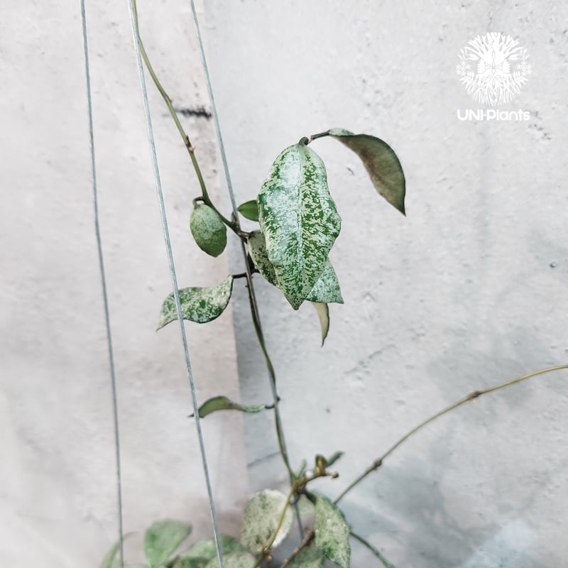 タイ直輸入・現地選抜の希少株】Hoya lacunosa moon shine | ホヤ ラ
