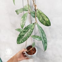 【タイ直輸入・現地選抜の希少株】Hoya Crassipetiolata super splash | ホヤ クラシペティオラータ スーパースプラッシュ ｜希少株｜ホヤ植物 | Hoya plants