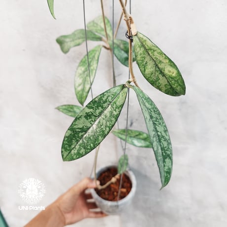 CATEGORY ホヤ植物 (Hoya) | UNI-Plants ビカクシダ、ホヤ植物、着生