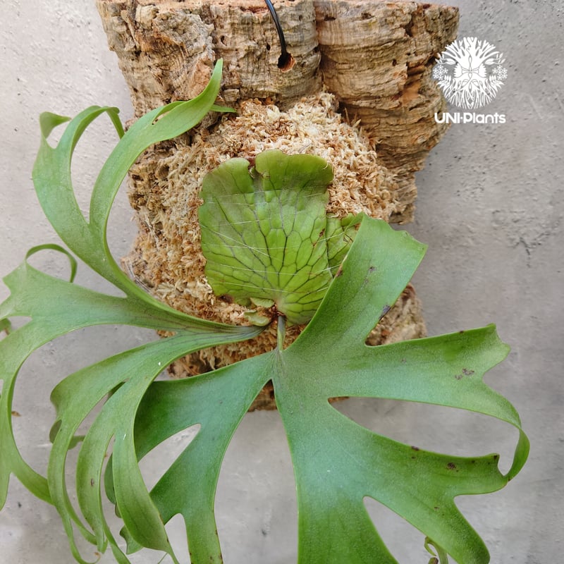 ビカクシダ コロナリウム Platycerium coronarium コウモリラン