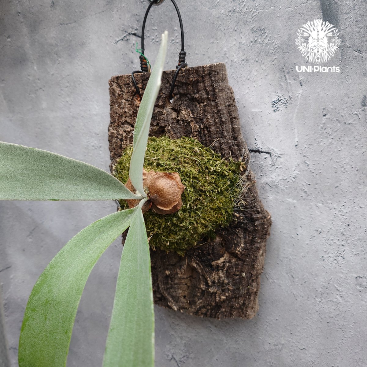 Platycerium Silver wing ビカクシダ シルバーウィング ビカクシダ交配