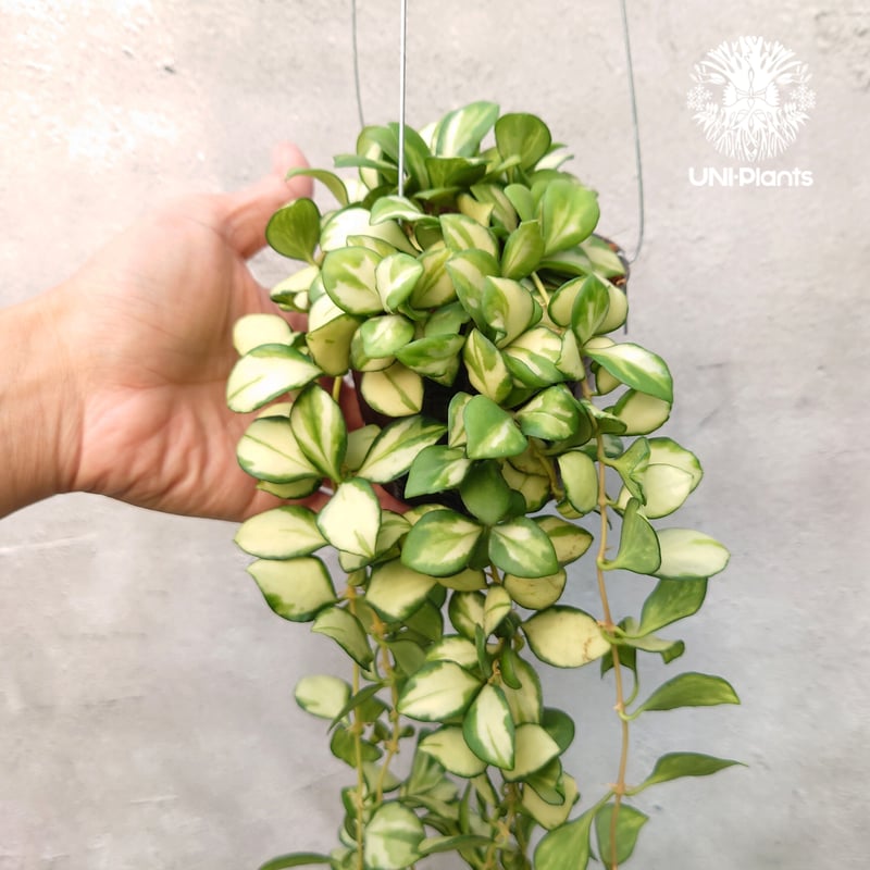ホヤ ヘウスケリアナ バリエガータ Hoya Heuschkeliana variegata