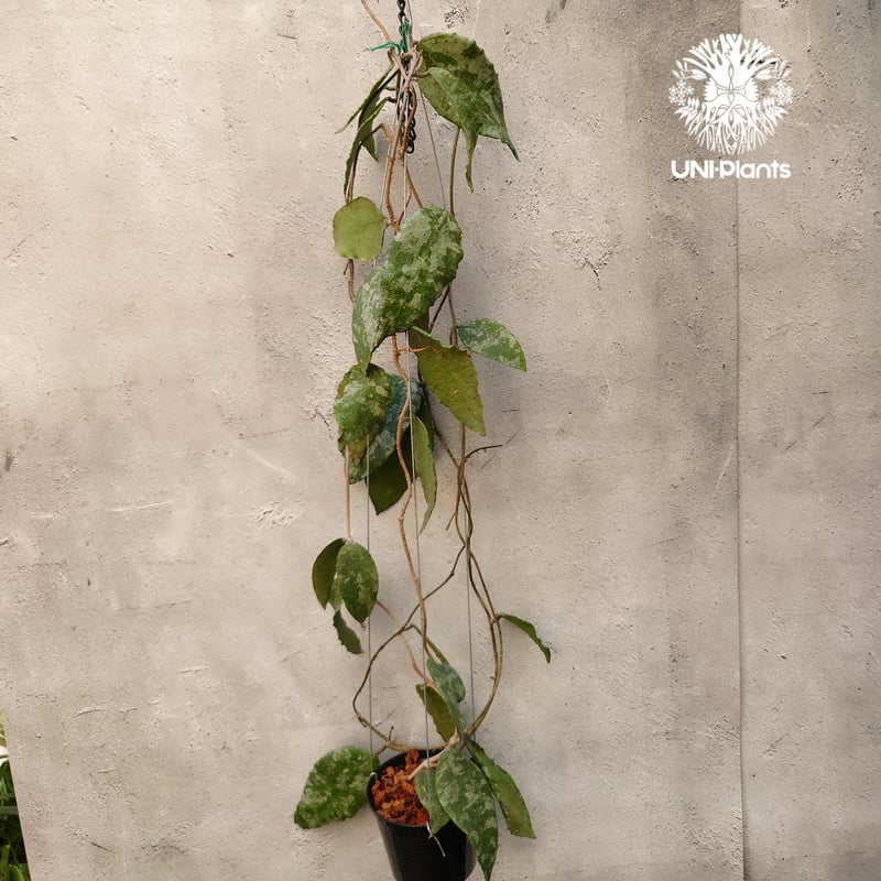 Hoya Caudata gold ホヤ カウダータ ゴールド ホヤ植物 植物 珍奇