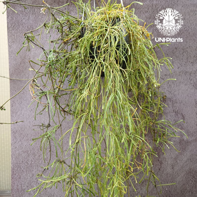 HOYA レツーサ　 250808 13 ホヤ 