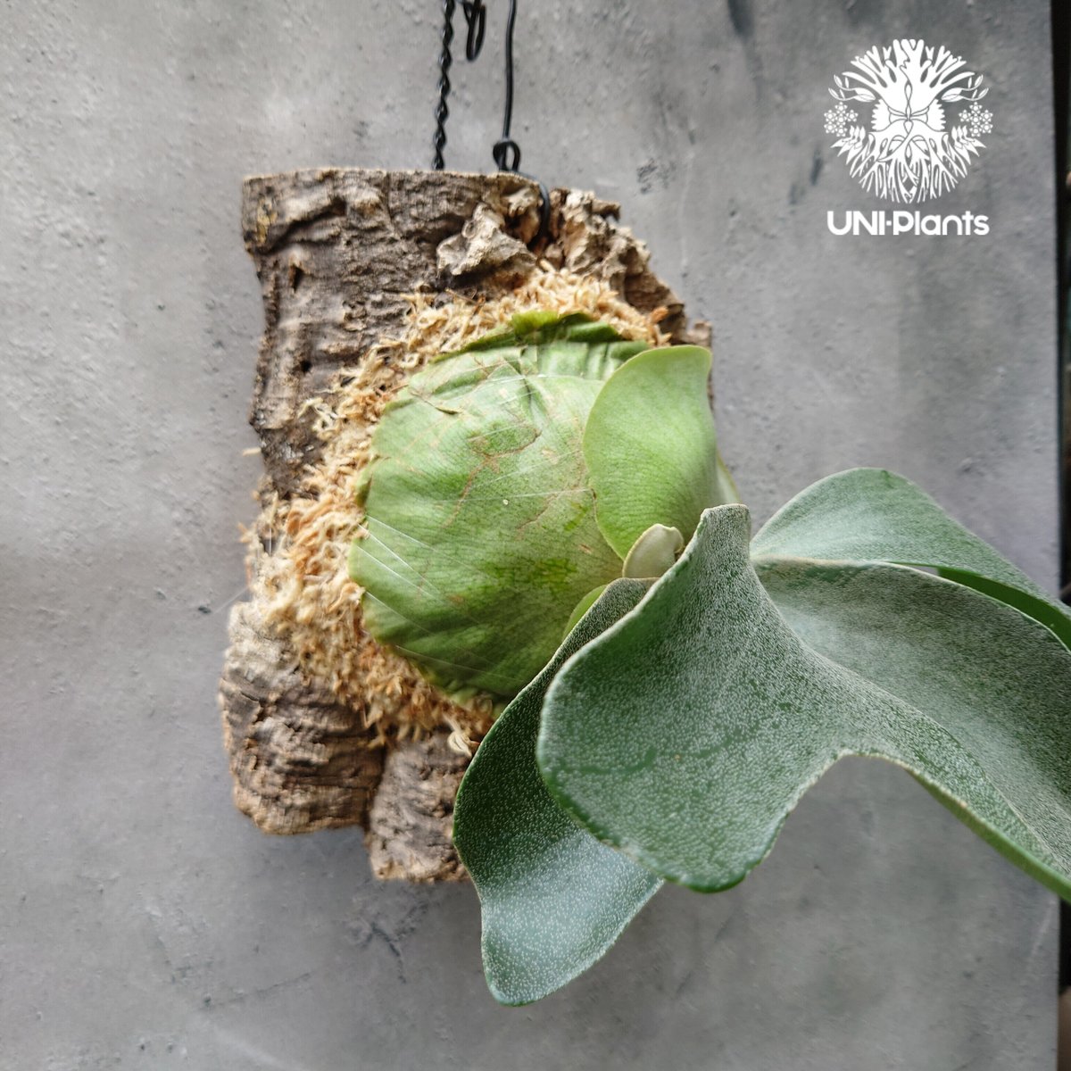 Platycerium Big Form #4 P.willinkii×P.hillii ビカ