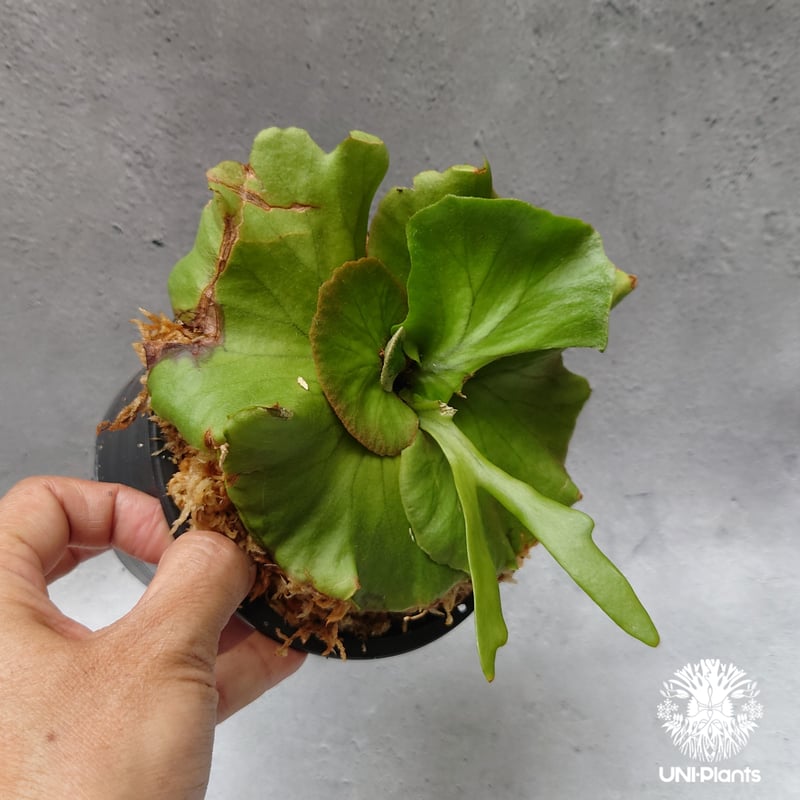 ビカクシダ キッチャクード シンリーフ Platycerium Kitshakood