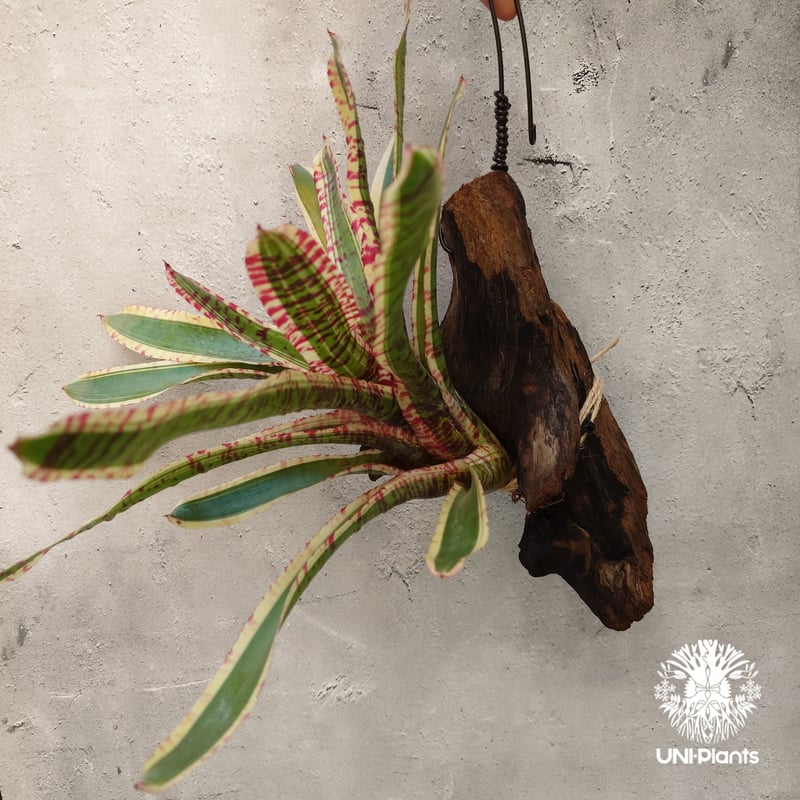 Neoregelia Wild Rabbit ネオレゲリア ワイルドラビット Neoregel
