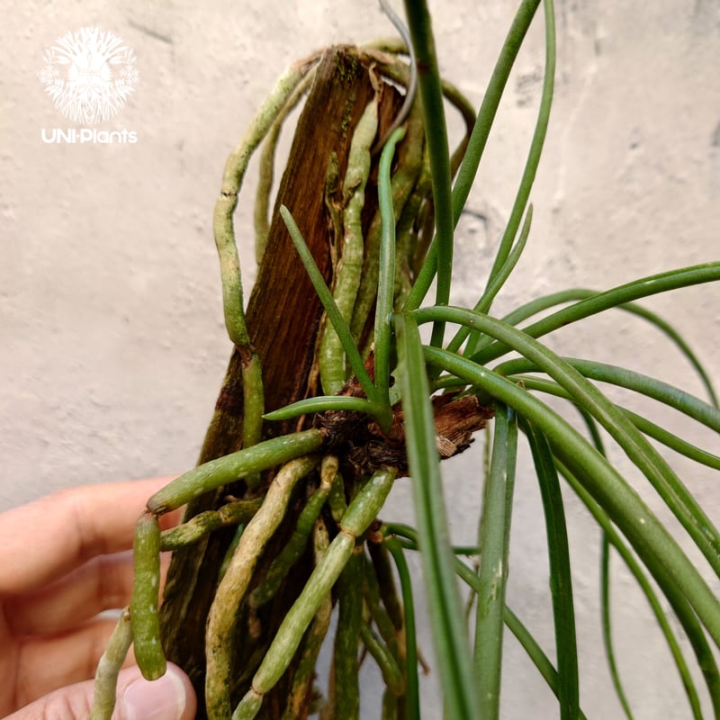 セイデンファデニア ミトラタyellow Seidenfadenia mitrata yell