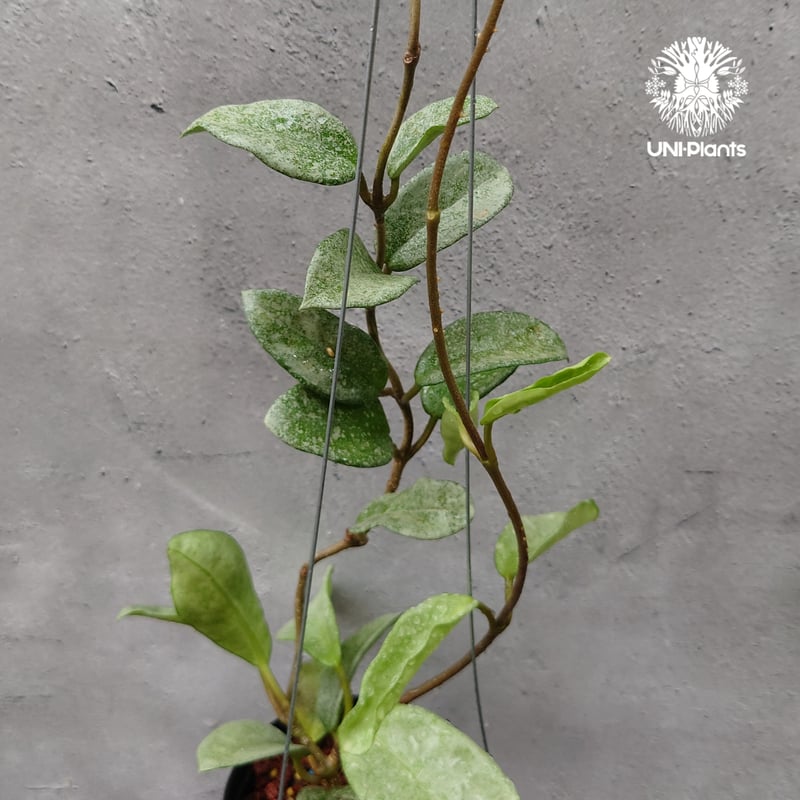 Hoya Carnosa Nova Ghost ホヤ カルノーサ ノバ ゴースト ホヤ 希少