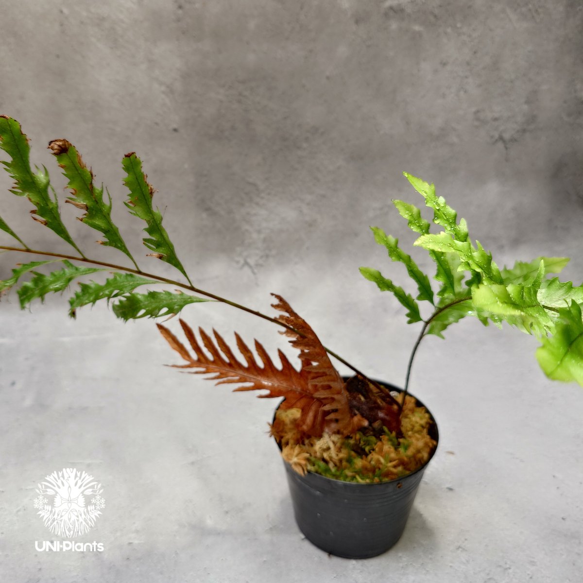 Drynaria rigidula `whitei' ドリナリア·リギデュラ'ホワイティ' 観