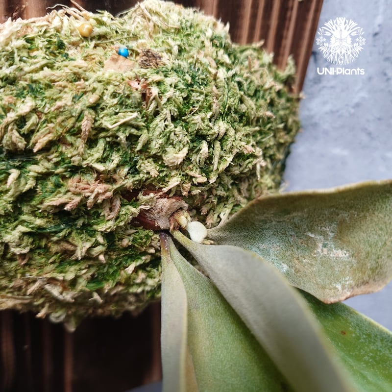 P. Willinckii dwarf Tatsuta, P. Pegasus, P. ve