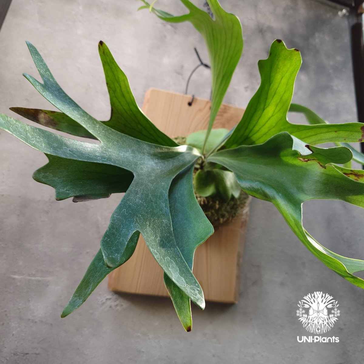 Platycerium Moose(P.hillii × P.alcicorne) ビカクシダ Platycerium Moose(P.hillii × P.alcicorne) ビカクシダ