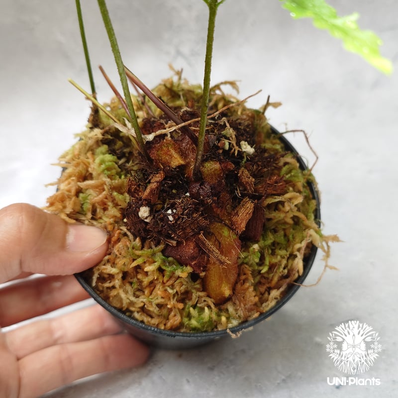 Drynaria rigidula `whitei' ドリナリア·リギデュラ'ホワイティ' 観