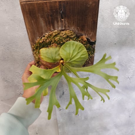 【国内繁殖株・一点物】Platycerium ridleyi | ビカクシダ リドレイ｜ビカクシダ原種｜Platycerium