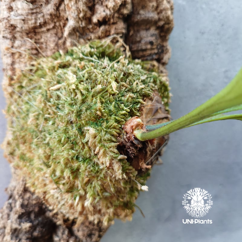 ビカクシダKitahakoodiense Thin & Dwarf ビカクシダ キッチャクード細葉 「Platycerium kitshakood thin l