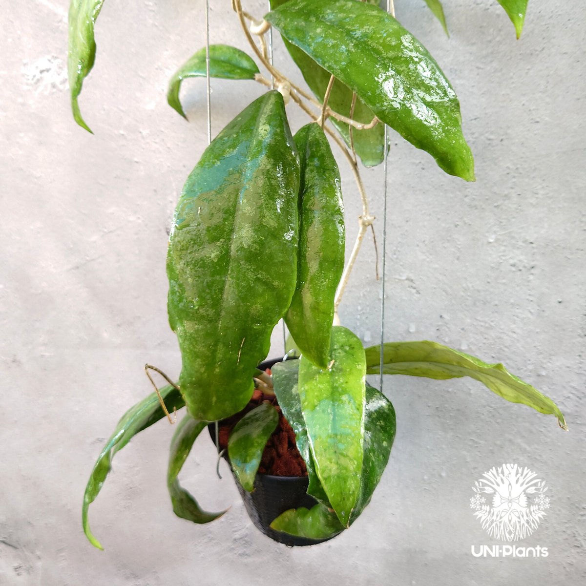 Hoya Finlaysonii splash (cv.trang)ホヤ フィレンソニー スプ Hoya Finlaysonii splash (cv.trang)ホヤ フィレンソニー スプ