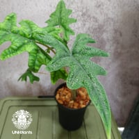 Alocasia jacklyn アロカシア ジャクリン アロカシアジャックリン 観葉植物 珍奇植物  希少 珍しい インテリア植物 アロイド