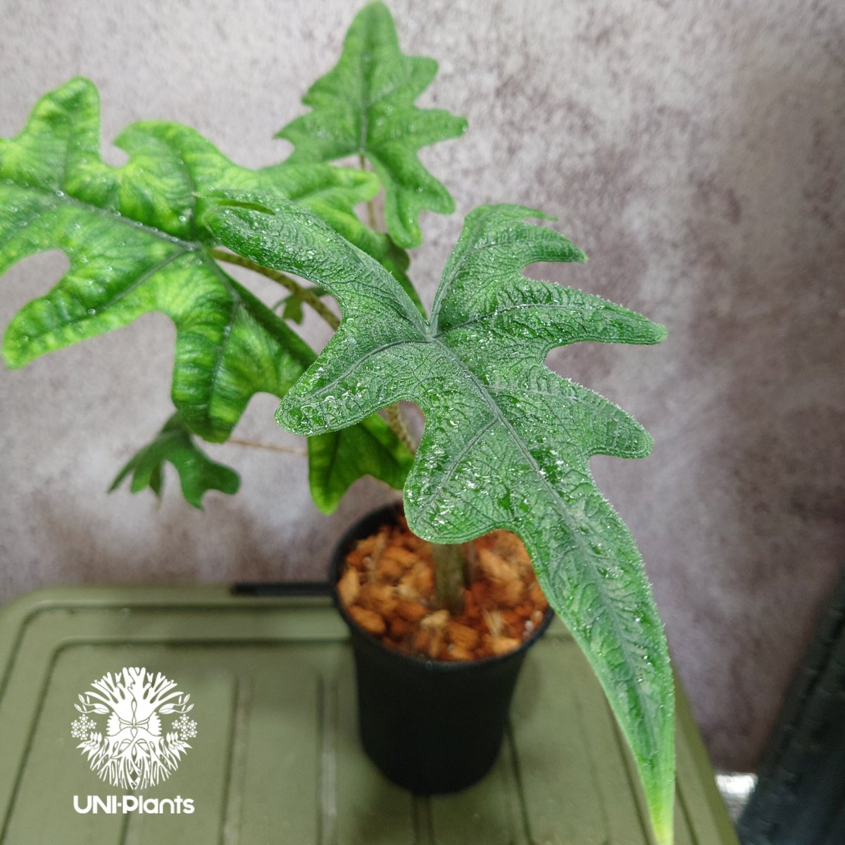 アロカシアジャックリンvar. ハイグレード