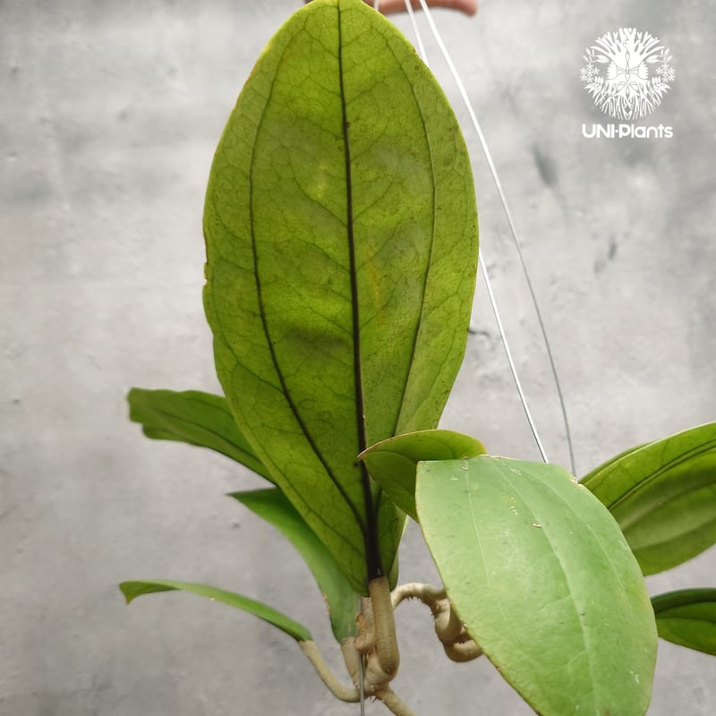 Hoya Lambii ホヤ ランビー ホヤ植物 ホヤの花 Hoya Plants 珍しい 希