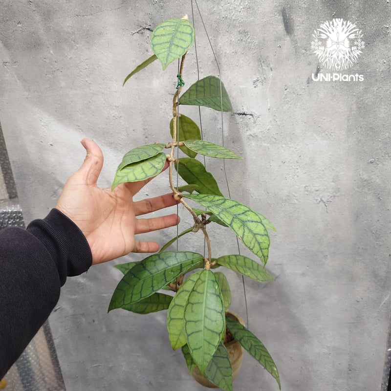 ホヤ カリストフィラ Hoya callistophylla Hoya plants ホヤ植
