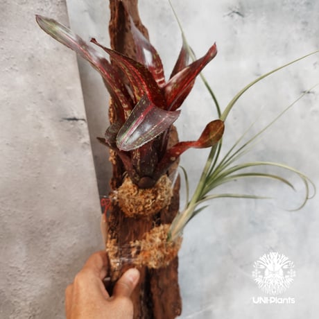 【タイ直輸入・国内着生アレンジ仕立て】Neoregelia Predatress ＋ Tillandsia　balbisiana | ネオレゲリア・プレダトレス＋ チランジア・バルビシアーナ