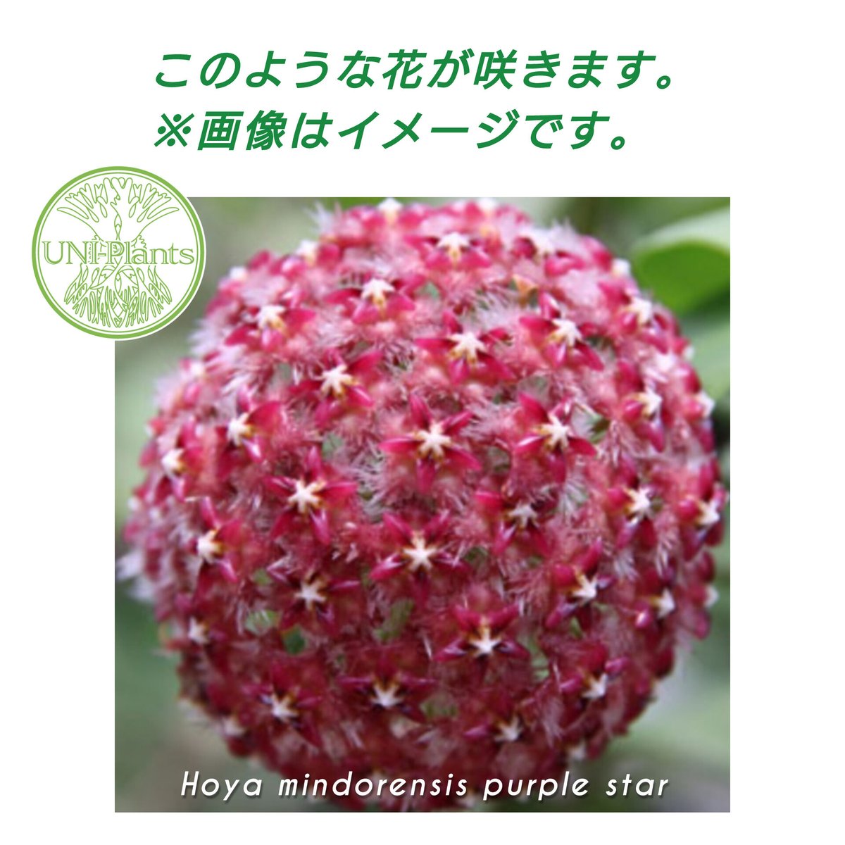 0451 ＊ ホヤ ＊ Hoya ＊ ミンドレンシス ＊ ライラック ホヤ