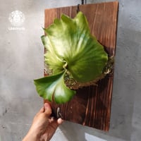 【タイ直輸入・現地選抜】Platycerium coronarium ' Lesasha '｜ビカクシダ コロナリウム レサシャ｜希少種｜