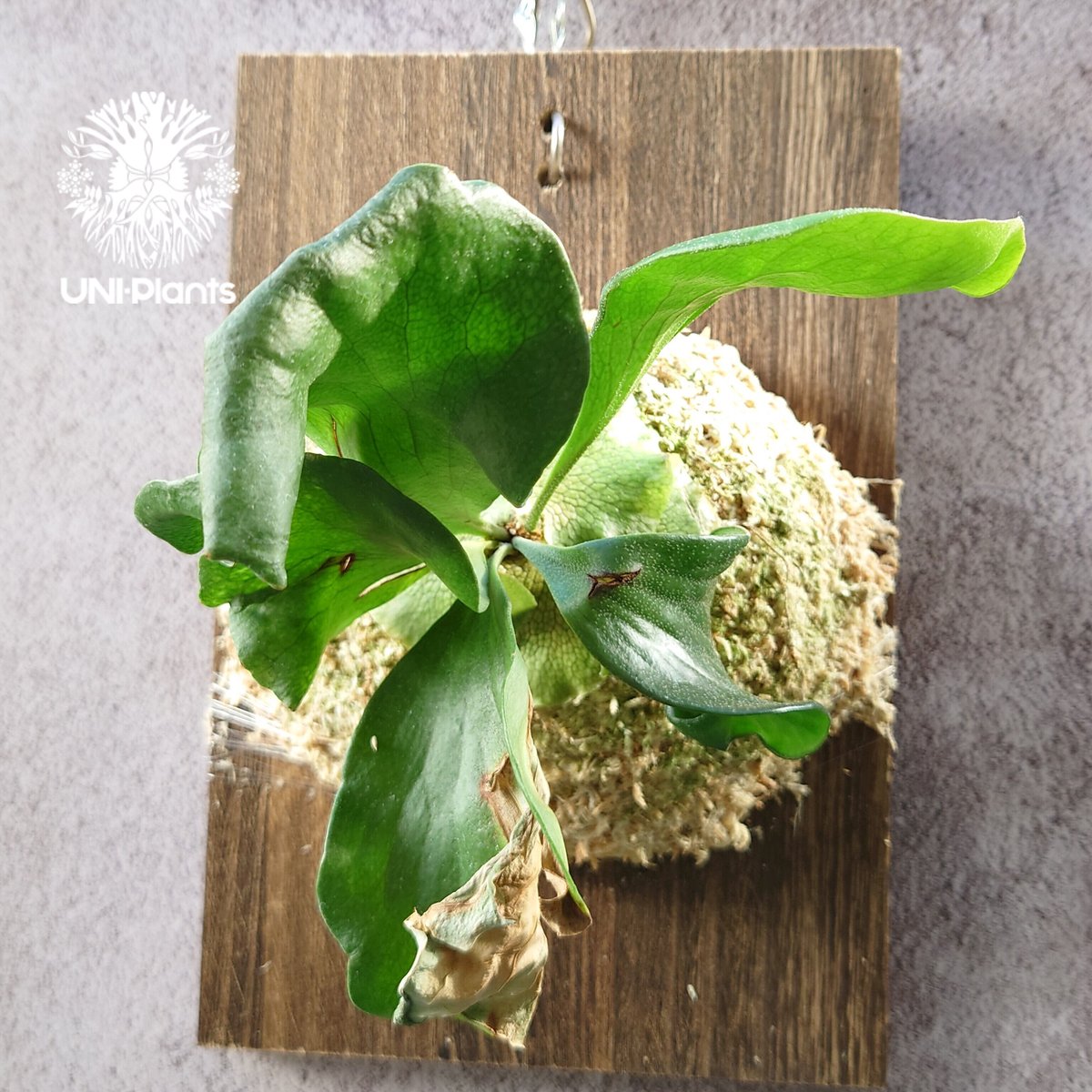 初入荷! ビカクシダ ヒリードラゴン Platycerium hillii cv.Dragon