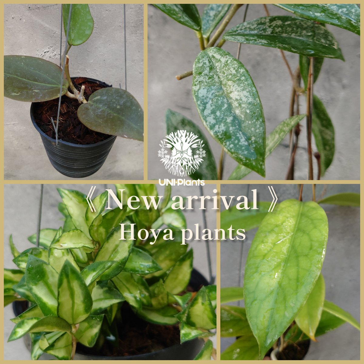 怪奇植物斑入り人魚ホヤHoya polyneura albomarginata② ホヤ ポリネウラ Hoya polyneura ホヤ植物 植物 珍奇植物 珍奇