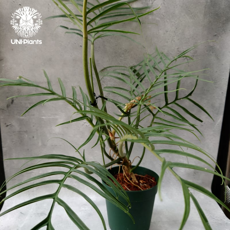 Philodendron tortum フィロデンドロン トータム フィロデンドロン