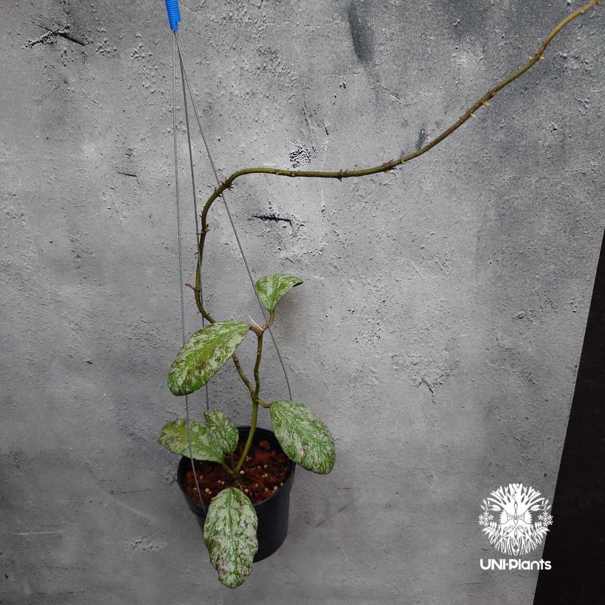 ホヤ ウェイマニアエ クラウディースカイ【現品・鉢タグ付・メルカリ便】サクララン ホヤ ウェイマニアエ クラウディースカイ【現品・鉢タグ付・メルカリ便