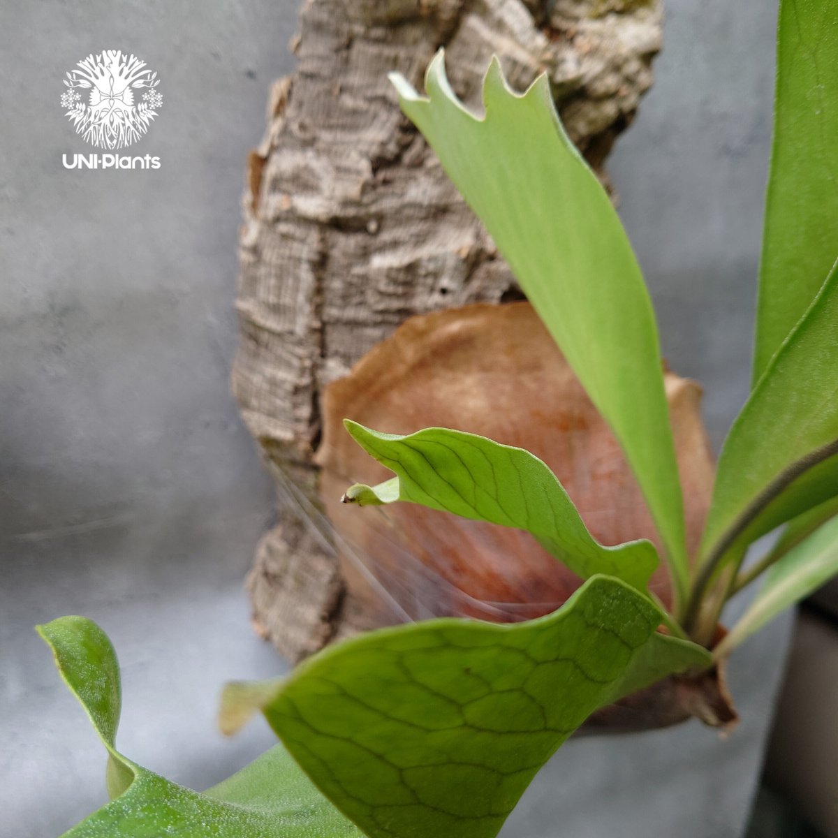 大株! ビカクシダ アルシコルネ Platycerium alcicorne コウモリ 大株! ビカクシダ アルシコルネ Platycerium alcicorne コウモリ