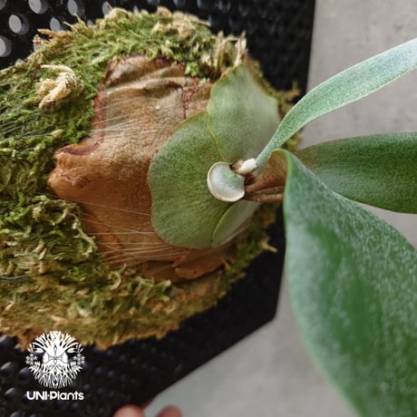Platycerium Nam Mao(pup) ビカクシダ ナーム マオ(子株) ビカクシダ コウモリラン 希少なビカクシダ