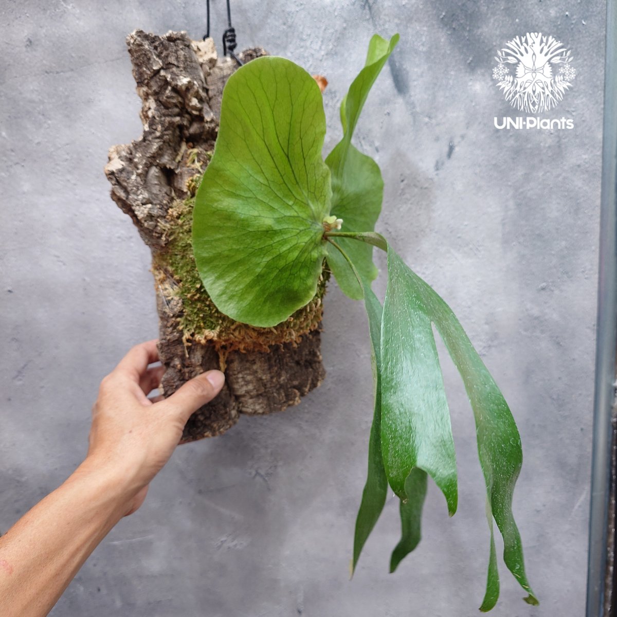ビカクシダ ステマリア Platycerium stemaria ビカクシダ原種 シダ植物