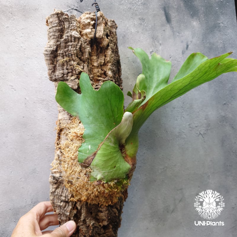 ビカクシダ ホルタミー Platycerium holttumii ビカクシダ原種 Plat