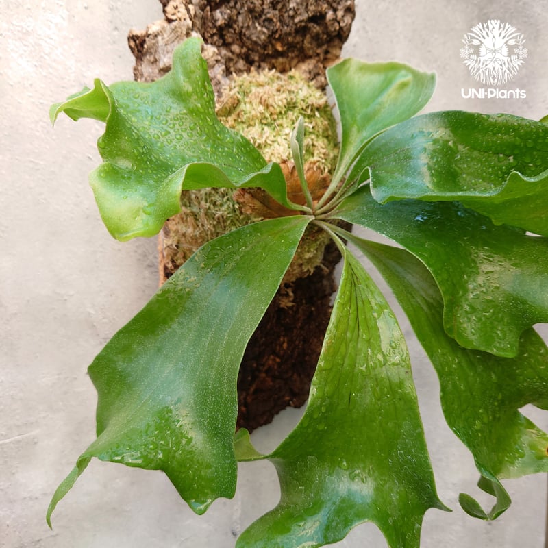 ビカクシダ hillii系 ドラゴン×マセラティ 大き目 マセドラ ビカクシダ ヒリードラゴン Platycerium hillii cv.Dragon 大株