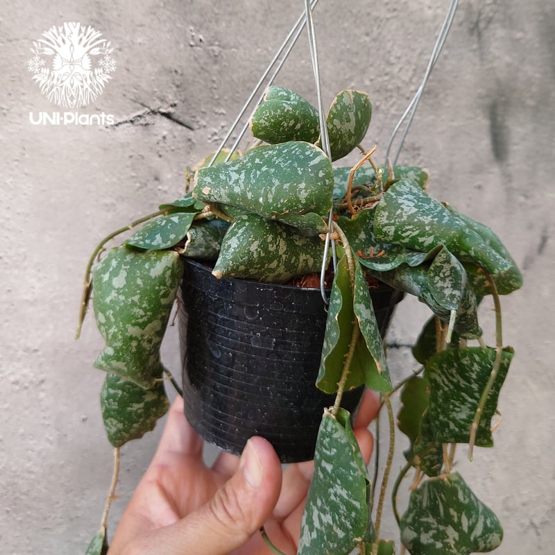 観葉植物ホヤ　インブリカータ 超ロング Hoya Imbricata ホヤ インブリカータ ホヤ植物 ホヤの花 観葉